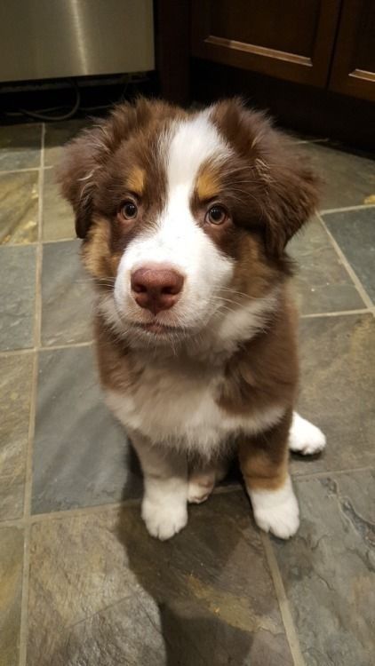 Aussie Puppies, Aussie Dogs, Super Cute Puppies, Cute Little Puppies, Pretty Dogs, Australian Shepherds, Super Cute Animals, Dream Dog