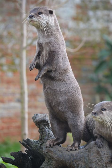 A couple of otters standing on top of a log photo – Free Otter Image on Unsplash Otter Standing, Otter Photography, Otter Cute, Otters Cute, River Otter, Fruits Images, Sea Otter, Animal References, City Wallpaper