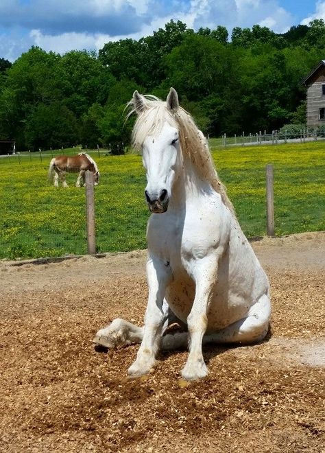 Hoeses sit like dogs! Horse Sitting, Horse Meme, Modeling Poses, Cute Horse Pictures, Reference Photos For Artists, Horse Anatomy, Horse Illustration, Horse Tips, Animal References