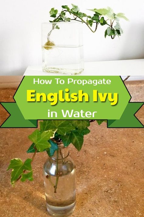 Propagating Ivy In Water, Propagate English Ivy In Water, How To Propagate Vine Plants, How To Propagate Ivy, Propagating English Ivy, How To Propagate English Ivy, English Ivy Propagation, How To Propagate Ivy Plant, Propagate English Ivy