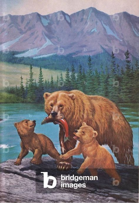 Image of Brown Bear with cubs fishing in Alaska by Weber, Walter Alois (1906-79) Alaska Fishing, Bear Attack, Animal Attack, Bear Hunting, Pheasant Hunting, Wild Tiger, Pulp Art, Garage Ideas, Springer Spaniel