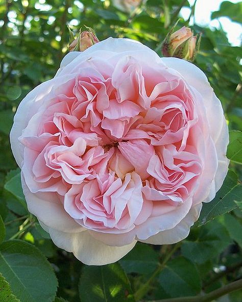 Evelyn- A David Austin rose One of my favorites...fragrance of peaches and honey. Beautiful rose, surprisingly hardy. Evelyn Rose, David Austin Rose, Rose Beautiful, North Garden, Austin Rose, David Austin Roses, Have Inspiration, Rose A, Colorful Roses