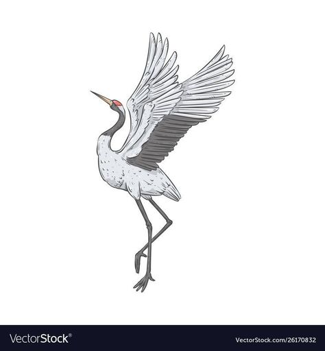 Dancing Crane Tattoo, Whooping Crane Tattoo, Sand Hill Crane Tattoo, Crane Bird Tattoo, Crane Sketch, Crane Vector, Crane Illustration, Crane Drawing, Heron Tattoo