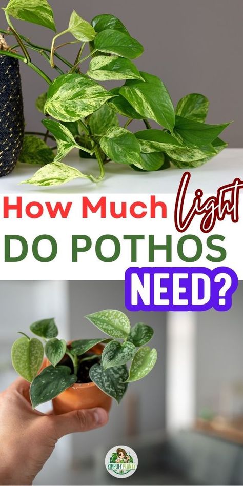 Pothos Plant Care | Indoor Plant Problems - 1. Pothos light requirements
- Ideal lighting conditions for Pothos
- Pothos plant lighting guide
- Light levels for healthy Pothos growth
- Pothos and sunlight exposure
- Understanding Pothos light needs
- Pothos indoor lighting tips
- Pothos low light tolerance
- Best light for Pothos plants
- Pothos in direct vs. indirect light
- Artificial lighting for Pothos care
- Pothos light intensity preferences
- Sunlight duration for Pothos health Pothos Plant Care, Pothos Plants, Indoor Plants Low Light, Grow Light Bulbs, Light Guide, Household Plants, Plant Help, Hanging Plants Indoor, Plant Problems