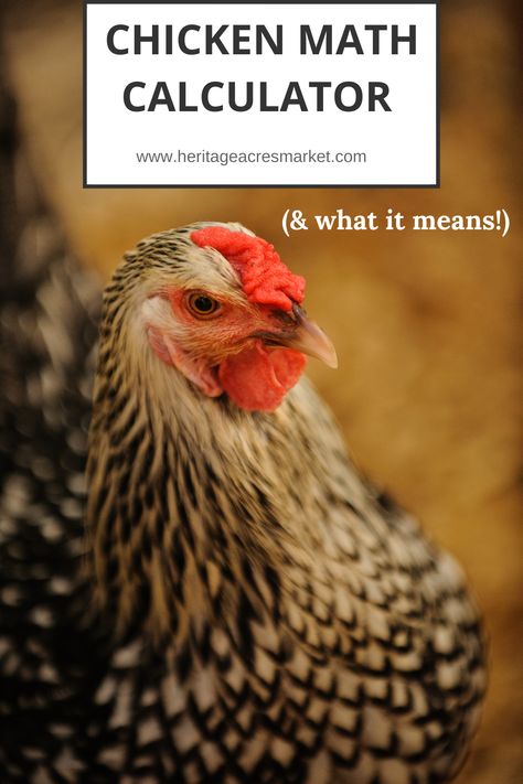 Chicken math is the bizarre and unexplained phenomena of chicken multiplication. It starts with a modest coop and a few hens. In the beginning, chickens appear in droves, and no one knows where they came from. The influx in chickens is shortly followed by the spontaneous generation of other fowl- ducks, peafowl, guinea fowl, turkey, etc. In severe cases of chicken math, mysterious arrivals of goats and beehives develop. #homesteading #chickens #raisingchickens #backyardfarm #farm Homesteading Barred Rock Rooster, Pvc Chicken Feeder, Chicken Math, Wicked Chicken, Math Calculator, Chicken Roost, Raising Chicken, Chicken Feeders, Chicken Mom