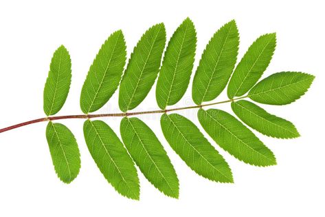 Rowan green leaf. Rowan (Sorbus aucuparia) green leaf. Closeup on white backgoun #Sponsored , #AD, #affiliate, #green, #Sorbus, #white, #leaf Sorbus Aucuparia, Rowan Tree, Plants Ideas, Leaf Images, Tree Leaves, Green Leaf, Leaf Pattern, Green Leaves, Stock Images Free