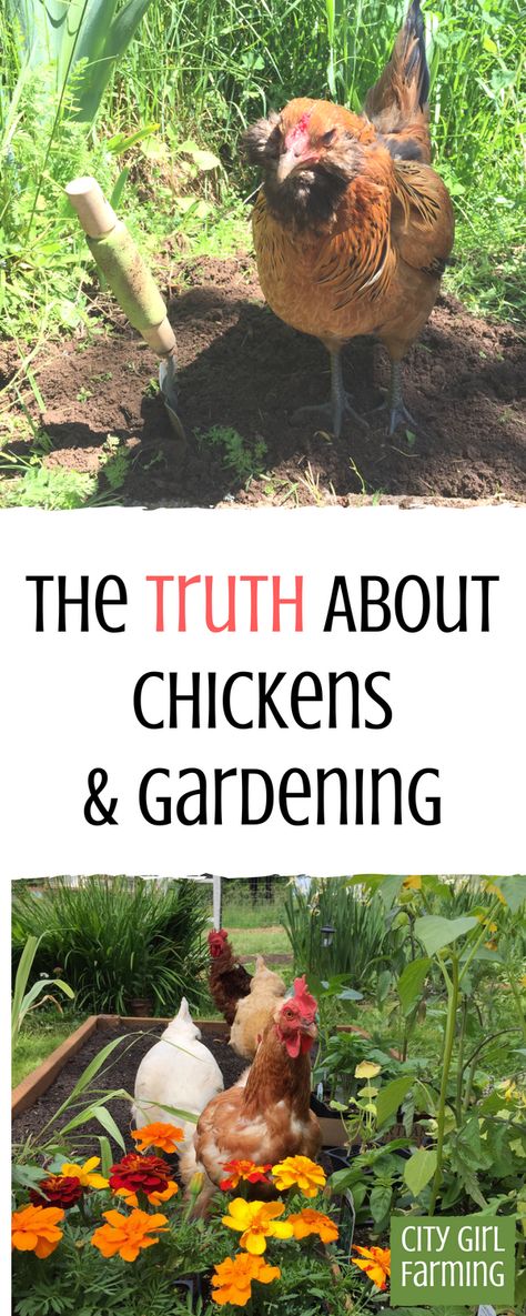 The truth about how to garden with chickens is that it's a bit tricky. While chickens in the garden offer some benefits, there's also some not so great things about it too. Here we'll uncover the  best practices to get the most out of gardening with your chickens to make it a win for everyone. Chickens In Garden, Chickens In The Garden, Urban Chickens, Raising Backyard Chickens, Backyard Flocks, Chicken Garden, Diy Chicken, Crazy Chicken Lady, Keeping Chickens