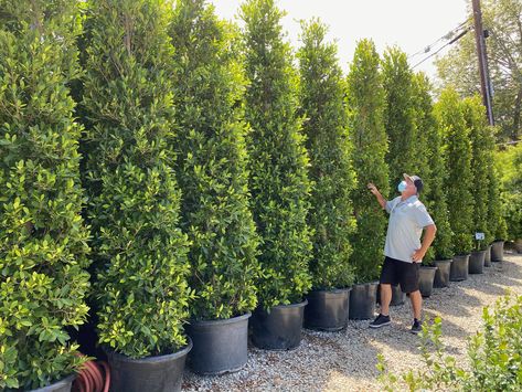 With hedging like this we can make privacy instant! Call today to schedule your consultation! (213) 529-3840 🌲🌳🌲 #landscapedesign #gardening #privacyfence #privacyscreen #privacyhedge #malibu #palisades #brentwood #santamonica #dreamhouse #housedesign #housedecor #gardendesign Privacy Screen Plants, Frontyard Landscape, Landscape Planning, Landscape Layout, Design Backyard, Privacy Trees, Privacy Plants, Privacy Landscaping, Front Garden Landscape