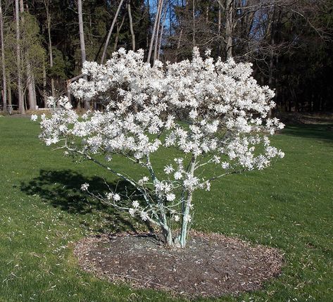 Star Magnolia - Small tree Royal Star Magnolia, Magnolia Shrub, Limestone Patio, Star Magnolia, Magnolia Stellata, Landscaping Trees, Planting Plan, Specimen Trees, Moon Garden