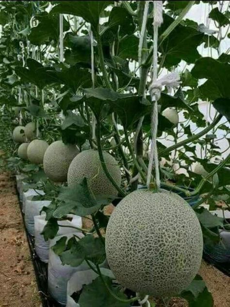 Growing Melons, Vertical Vegetable Gardens, Small Vegetable Gardens, Vegetable Garden Diy, Growing Strawberries, Aquaponics System, Home Vegetable Garden, Hydroponic Gardening, Summer Decorating Ideas