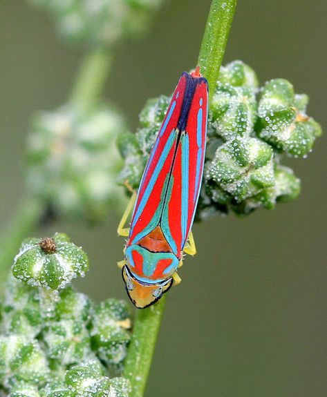 Treehopper Insect, Creation Of Earth, Cool Insects Weird, Chandelier Tattoo, Rainbow Stag Beetle, Christopher Marley Insects, Flying Lantern, Leafhopper, Insect Photos