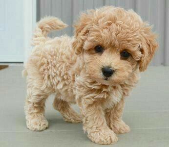 Anjing Poodle, Cavapoo Puppies, Super Cute Puppies, Really Cute Dogs, Baby Animals Pictures, Golden Doodle, Cute Little Puppies