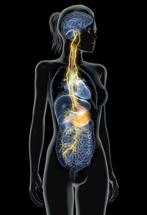 Signs of Gut-Brain Imbalance: What You need to Know - Part 1 - Today's Practitioner Nerf Vague, Enteric Nervous System, Foot Reflexology Massage, Deck Table, Brain Connections, Cranial Nerves, Gut Brain, Reflexology Massage, Foot Reflexology