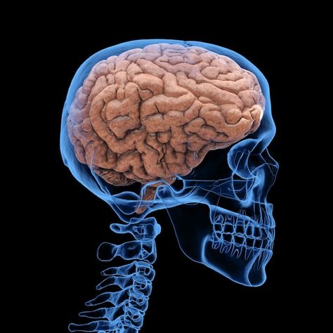 3d rendering x-ray human skull with brai... | Premium Photo #Freepik #photo #neuro #brain-3d #head-brain #human-mind Human Body Brain, Real Brain Pictures, Skull With Brain, Skull Side View, Brain Photo, Real Brain, Chemical Hearts, Brain Pictures, Brain Graphic