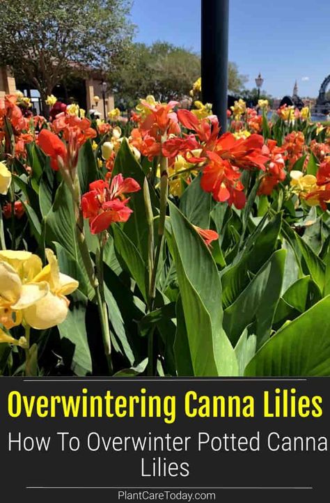 Canna lilies are perennial bulbs or rhizomes that can be overwintered in pots. Learn how to store potted canna lilies during the winter. Over Wintering Canna Lilies, How To Over Winter Cannas, Overwinter Canna Lilies, Canna In Pots, Cannas In Containers Pots, Cana Lily In Pots, Cannas In Pots, Canna Lily Container Pots, Canna Lily Care