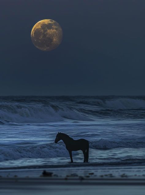 Spirit Animal Aesthetic, Equitation Aesthetic, Wild Horses Photography, Inspirational Horse Quotes, Love Horses, Horse Wallpaper, Horse Aesthetic, Dressage Horses, Landscape Scenery