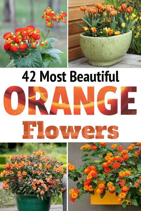 Orange Flower Pot Ideas, Orange Planter Ideas, Orange Flowering Shrubs, Orange Perinneals, Orange Perennial Flowers, Orange Flower Names, Orange And Black Flowers, Orange Flowering Plants, Flower Combos