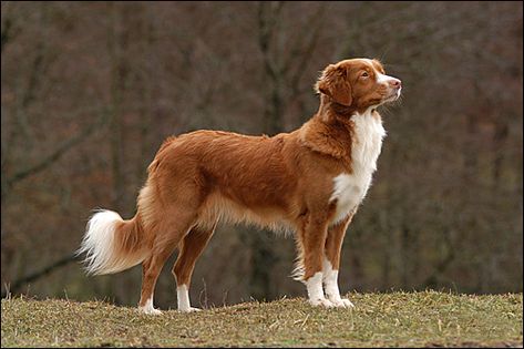 Duck Dog, Toller Puppies, Duck Toller Retriever, Duck Toller, Novia Scotia Duck Tolling Retriever, Duck Retriever, Nova Scotia Duck Troller, Toller Dog, Nova Duck Tolling Retriever