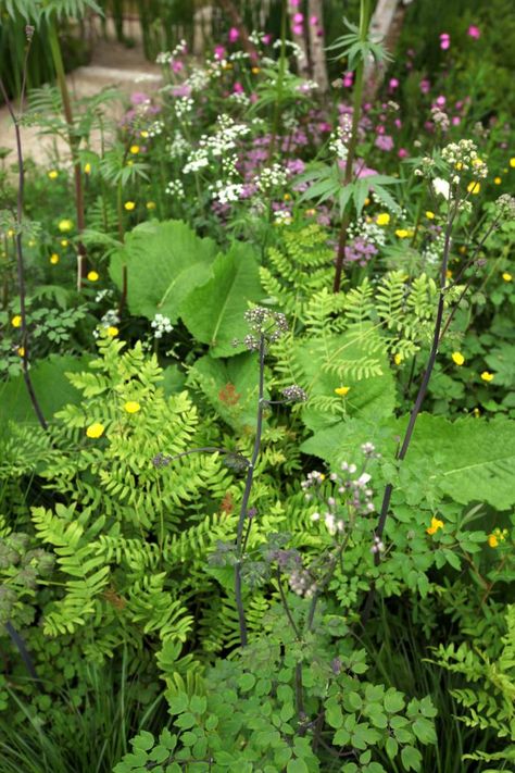 Abundant Garden, Royal Fern, Sarah Price, Planting Combinations, Marsh Marigold, Ferns Garden, Chelsea Garden, Woodland Plants, Prairie Garden