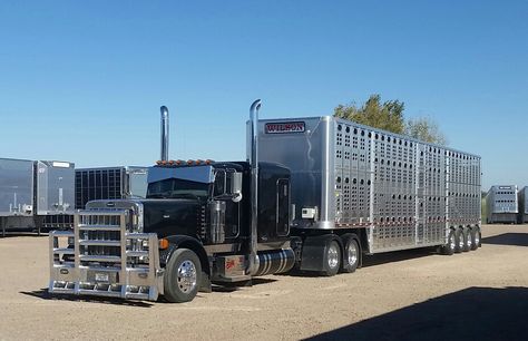 WILSON Trucking New quad axle.... Bull Hauler, Cattle Trailers, Lego Bedroom, Livestock Trailers, Peterbilt 379, Peterbilt Trucks, Big Rig Trucks, Large Cars, Big Rigs