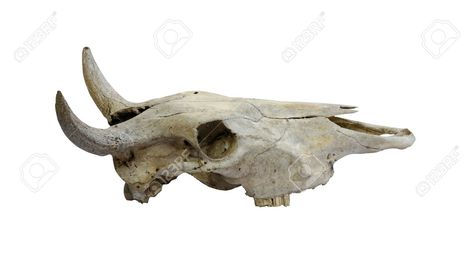 Cow Skull With Horns On White (path In Side) Stock Photo, Picture And Royalty Free Image. Image 11877670. Skull Side View, Skull Profile, Skull With Horns, Bison Skull, Steer Skull, The Minotaur, Mache Art, Animal Skull, Deer Skulls