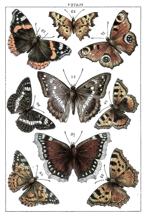 Vintage Butterfly Print, Types Of Butterflies, Vintage Butterflies, Watercolor Workshop, Love Butterflies, Butterfly Printable, Butterfly Images, Butterfly Illustration, Graphics Fairy