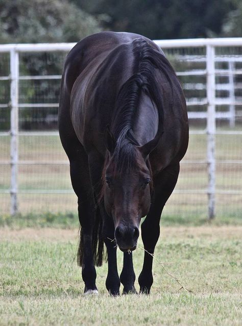 Catalizador Rapido Get To Know Me Better, Horse Pics, Riding Clothes, Horse Riding Clothes, Quarter Horses, American Quarter Horse, Black Horses, All About Horses, Majestic Horse