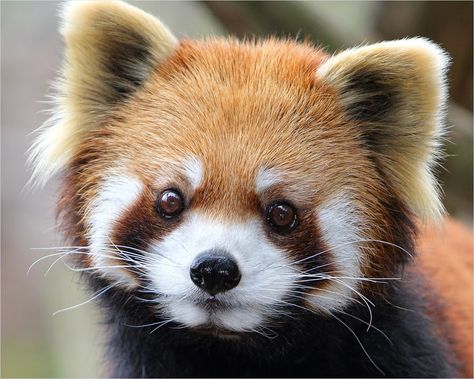 by Dennis Bartsch - Animals Other Mammals Red Panda Reference, Angry Red Panda, Red Panda Photography, Red Panda Walking, Red Panda Side View, Red Panda Cute, Panda Love, Bears, Red Panda