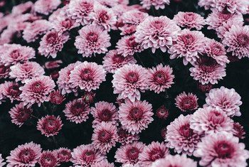 Calyx Flowers, Garden Mums, Autumn Flowering Plants, Hardy Mums, Potted Mums, Planting Mums, Fall Perennials, Fine Gardening Magazine, Garden Mum