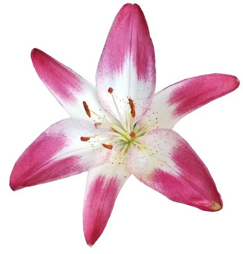 Beach Icon, Flower Icons, Nothing But Flowers, Flower Therapy, White Lilies, Beautiful Flowers Pictures, Flower Pictures, Tropical Flowers, My Flower