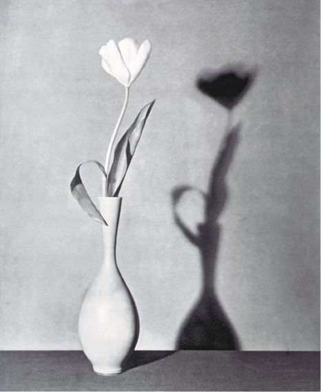 Artwork by Robert Mapplethorpe, Flower (Tulip), Made of photogravure Mapplethorpe Photography, Robert Mapplethorpe Photography, Dutch Still Life, Still Life Artists, Irving Penn, Still Life Images, Robert Mapplethorpe, Shadow Photography, Still Life Flowers