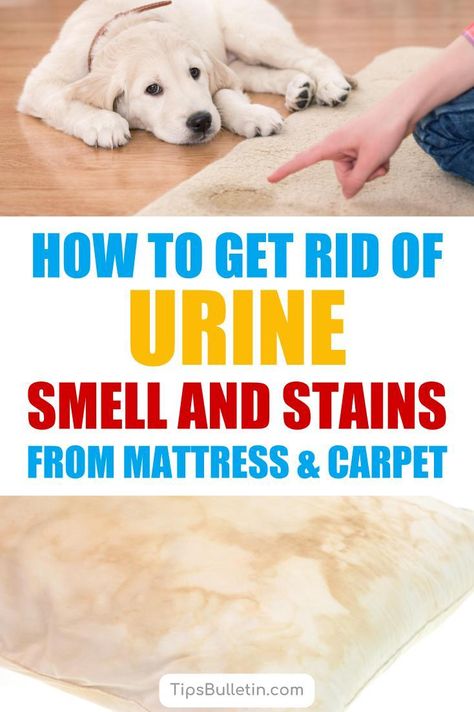 How to Get Rid of Urine Smell and Stains from Mattress and Carpet. Tips on removing pet odor from cats or dogs as well as how to best get urine smell out of carpet and a mattress. Best ways to keep your bathroom clean by removing urine stains.#carpetcleaning #urine #odor Pet Odor Remover, Clean Baking Pans, Urine Smells, Cleaning Painted Walls, Dog Urine, Urine Stains, Deep Cleaning Tips, Pet Urine, Clean Dishwasher