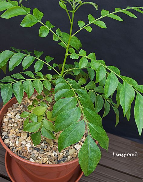 Curry Leaf Plant Types Of Curry, Curry Leaves Plant, Growing Plants From Seeds, Curry Leaf Plant, Plant Herbs, Braised Chicken Breast, Curry Leaf, Plant Bugs, Plant Wishlist