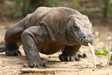 Komodo dragon (Varanus komodoensis) (sw. Komodovaran). It's the largest now living lizard with a length of 2--3 meters, and a weight of about 70 kilos. Dragon Facts, Large Lizards, Ugly Animals, Komodo National Park, Komodo Island, Komodo Dragon, Apex Predator, Komodo, Reptiles And Amphibians