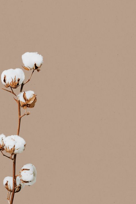 Download free illustration of Beige minimal flower background design space by Sasi about nature wallpaper, cotton flower, cotton, wallpapers flower Earth Tones Wallpaper Iphone, Flower Background Design, Free Illustration Images, Power Points, Iphone Wallpaper Fall, Image Nature, Brown Flowers, Flower Background, Flower Background Wallpaper