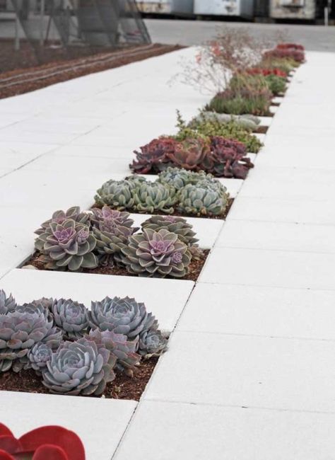 Every once in a while replace one of your patio tiles with a miniature succulent garden to bring some life to something otherwise boring. #succulent_border #SerraGardens_succulents #succulent_display Flower Factory, Paver Stones, Garden Paving, Dry Creek, Rare Succulents, Succulent Garden, Cactus Y Suculentas, Garden Layout, Peterborough