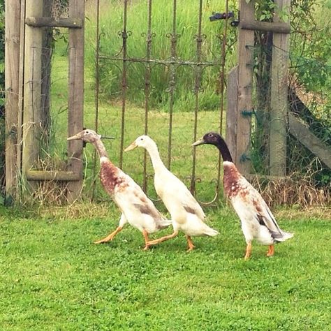 Runner Ducks Aesthetic, Runner Ducks In Garden, Running Ducks, Indian Runner Ducks, Duck Houses, Three Ducks, Runner Ducks, What The Duck, Cute Ducklings