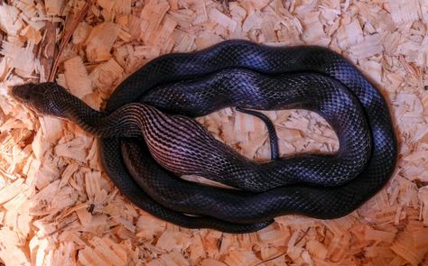 Identifying Common Snakes in Chicken Coops - Murray McMurray Hatchery Blog Automatic Chicken Coop Door, Milk Snake, Poultry Equipment, Rat Snake, Types Of Snake, Chicken Owner, Dust Bath, Large Rabbits, Crazy Chicken Lady