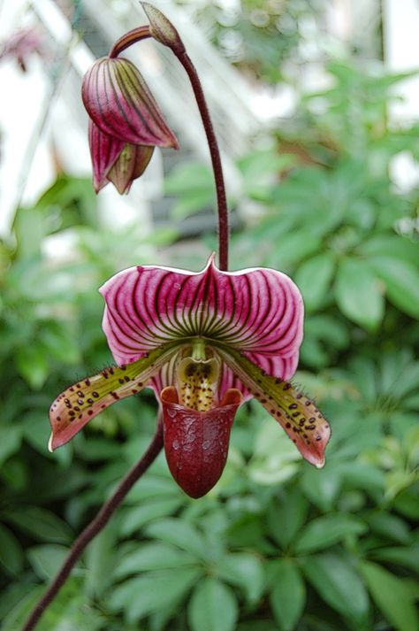 slipper orchid | Macro Monday – Slipper Orchid | Thoze Were the Daze Scary Flowers, Tropical Vegetation, Slipper Orchid, Floral Mural, Lady Slipper Orchid, Dream Plants, Orchid Tattoo, Lady Slipper, Strange Flowers