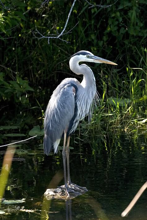 Great Blue Heron, Everglades National Park, Florida (pinned by haw-creek.com) Florida Birds, Bird Sounds, Shore Birds, Water Birds, Great Blue Heron, Herons, Birds And Butterflies, Blue Heron, For The Birds