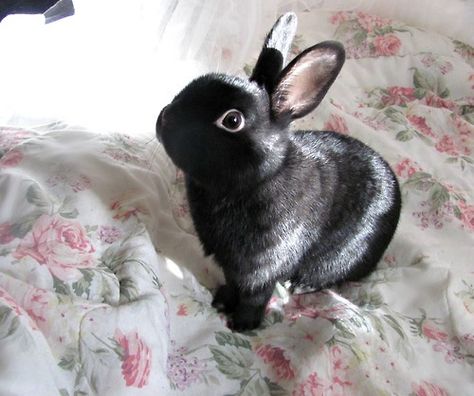 maddiekeimoo:    Follow for More ♥MaddieKeiMoo♥ Somebunny Loves You, Black Bunny, Black Rabbit, Bunny Pictures, Pet Bunny, Bunny Lovers, Cutest Animals, Baby Bunnies