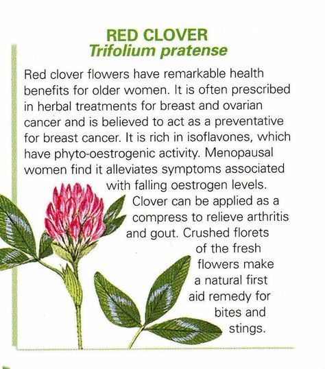 Clover Benefits, Blood Purifier, Magic Flower, Medical Herbs, Red Clover, Magic Herbs, Magical Herbs, Herbal Apothecary, Healing Plants