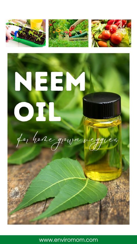 Can neem oil be used to spray on herbs and vegetables? How To Make Neem Oil At Home, Types Of Succulents Plants, Bush Medicine, Neem Powder, Natural Pesticides, Virgin Oil, Organic Pesticide, Organic Pest Control, Diy Teething