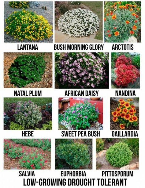 Natal Plum!!!!!  Low growing drought tolerant bushes. Drought Tolerant Garden, Drought Tolerant Landscape, Creative Landscape, Garden Shrubs, Beautiful Yards, Landscape Designs, Front Yard Garden, Drought Tolerant Plants, Flowering Shrubs