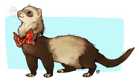 Ferret, Red, Blue