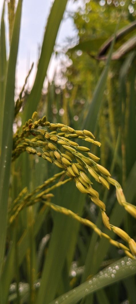 Beautiful nature in konkan, paddy field Paddy Field Photography, Konkan Nature, Paddy Field, Rice Paddy, Fields Photography, Beautiful Nature, Nature Photography, Rice, Plants