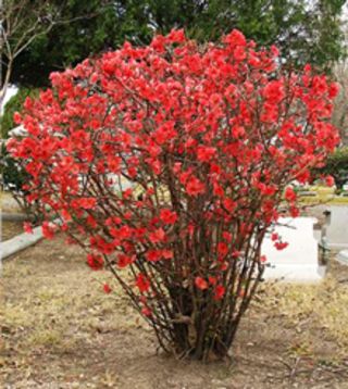 Free Stuff: Flowering Quince Apple bush - seeds. Listia.com Auctions for Free Stuff Winterberry Holly, Japanese Quince, Flowering Quince, Tree Nursery, Fast Growing Trees, Garden Shrubs, Green Fruit, Drought Tolerant Plants, Types Of Soil