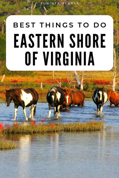 Best things to do Eastern Shore of Virginia|What to do on Virginia's Eastern Shore|Road trip Eastern Shore|Best places to see near Washington DC|Delmarva Peninsula|Chincoteague Virginia|Wild ponies|Road trip USA|Coastal USA|where to go in America Virginia Road Trip, Travelling Usa, Wild Ponies, Usa Holiday, Delmarva Peninsula, Southern Usa, East Coast Usa, Chincoteague Island, Virginia Travel