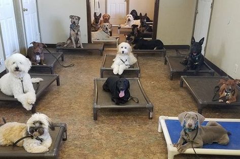 Dog Training Center, Dog Training Facility, Dog Psychology, Service Dog Training, What Kind Of Dog, Dog Area, American Red Cross, Kinds Of Dogs, Older Dogs