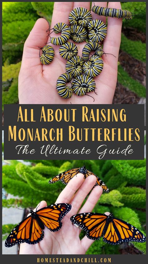 Raising Monarch Butterflies, Raising Butterflies, Monarch Butterfly Garden, Butterfly Feeders, Butterfly Garden Plants, Butterfly Feeder, Funny Vine, Butterfly Garden Design, Butterfly Habitat